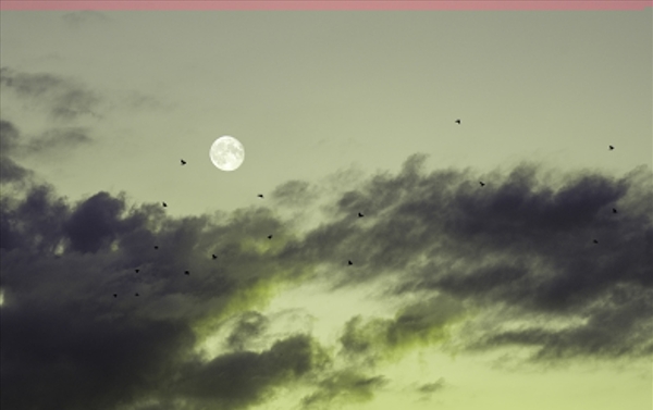 月亮云朵和飞鸟