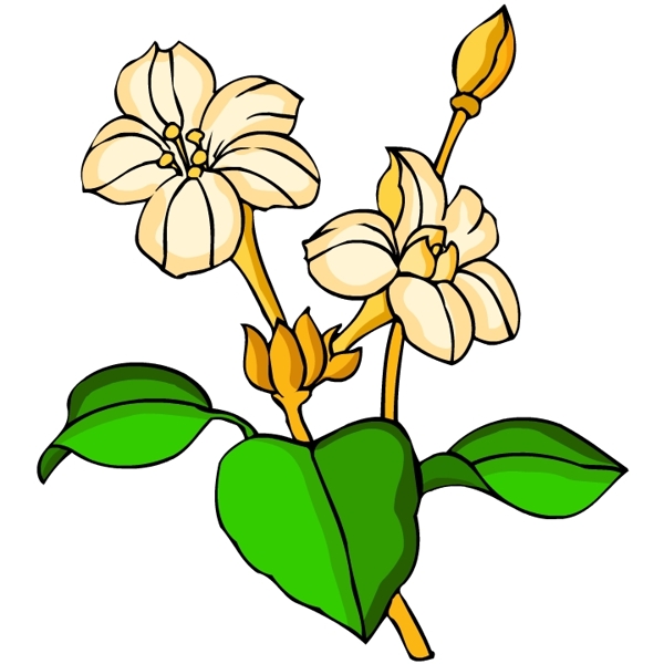 花卉古典插畫