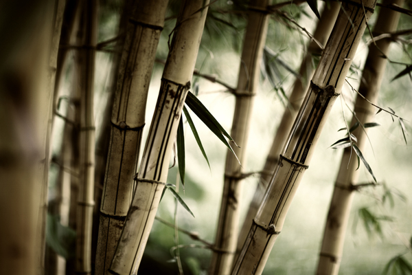 竹林摄影景