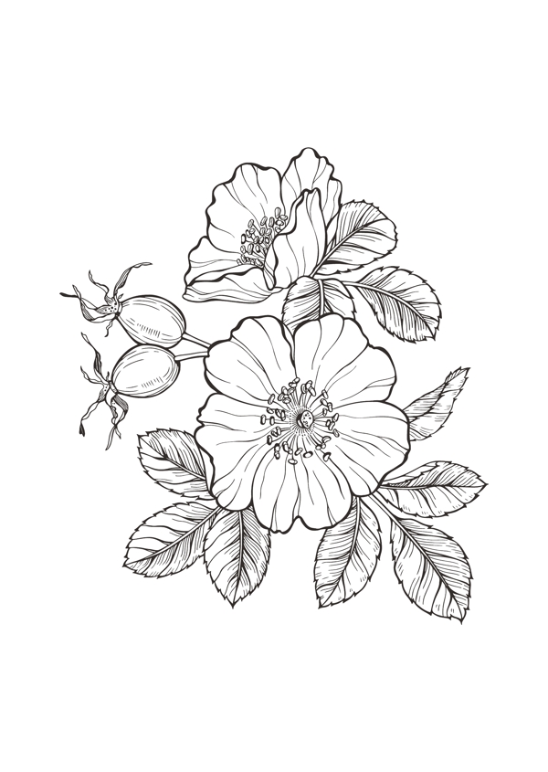 线描野蔷薇花卉图片