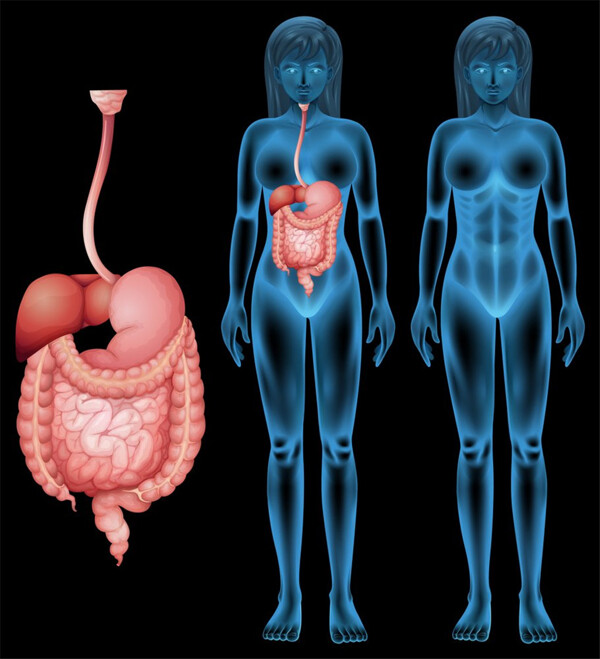 女性消化系统与人体模型图片