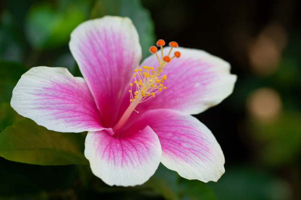 扶桑花圖片