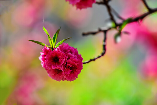 桃花