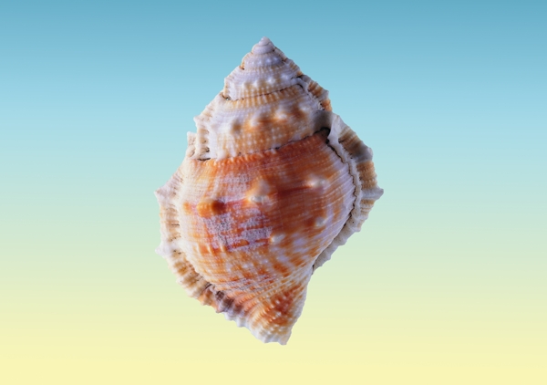 海螺圖片