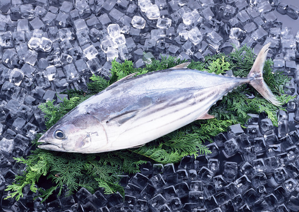冰凍魚