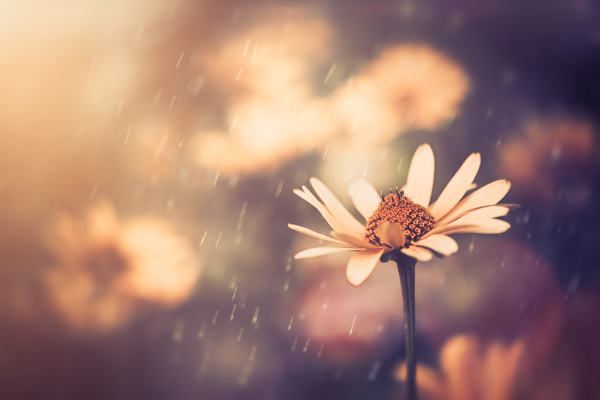 雨中的菊花