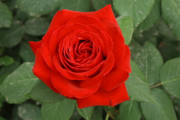 月季花