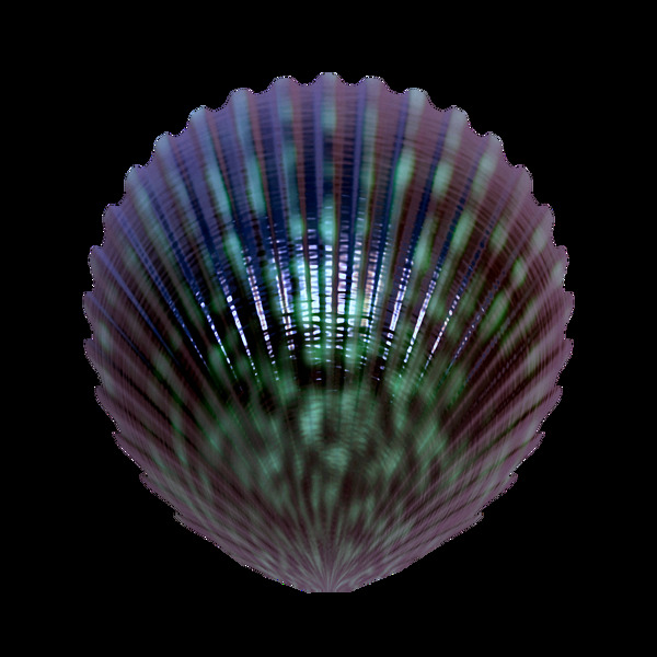 漂亮颜色花纹贝壳免抠png透明图层素材