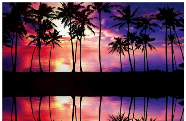 黄昏海滩晚霞中的椰树