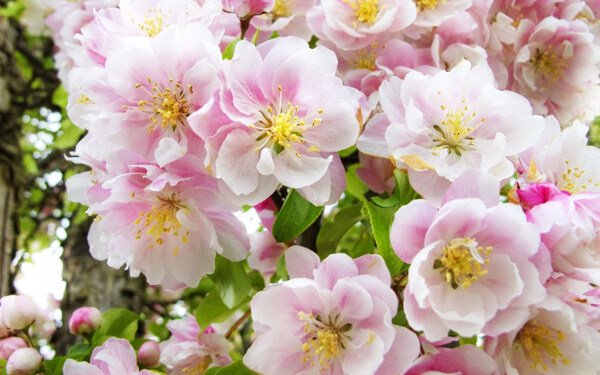 位圖植物花朵寫實(shí)花卉野花免費(fèi)素材