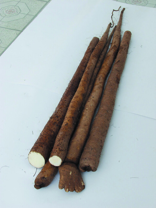 山藥圖片