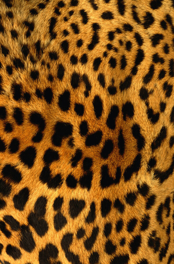 動物毛皮圖片