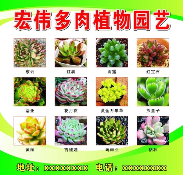多肉植物