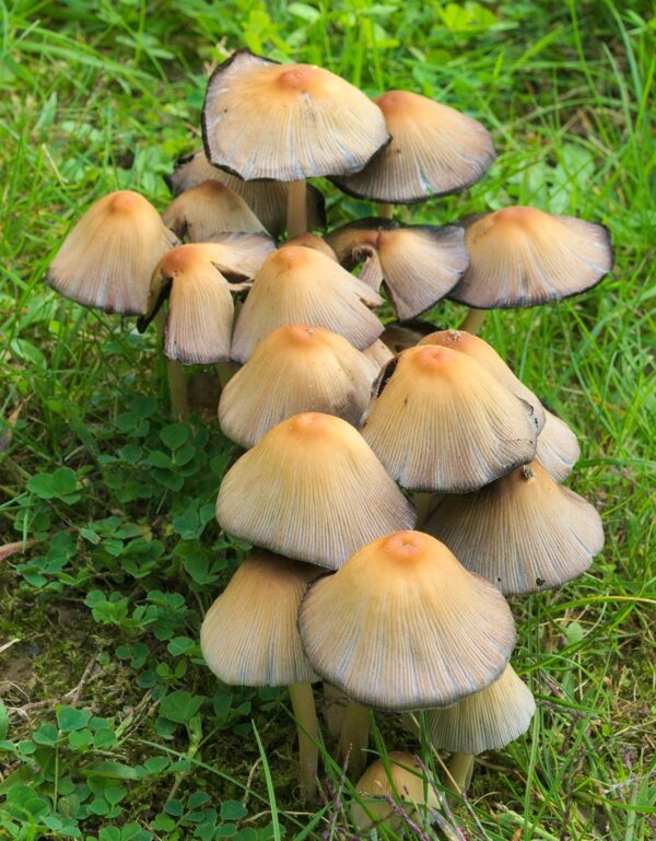 森林草地小蘑菇