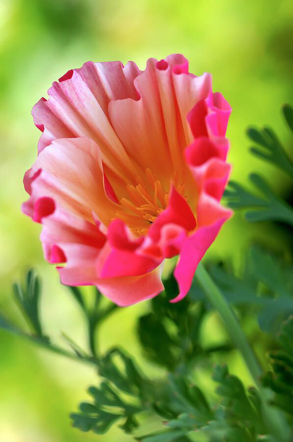 位圖植物花朵寫實(shí)花卉野花免費(fèi)素材