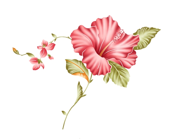 植物花
