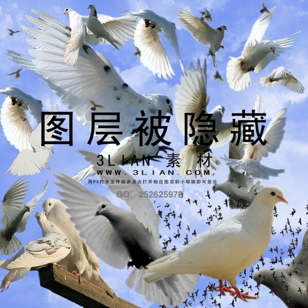 鴿子PSD分層