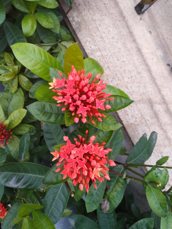 龍傳花