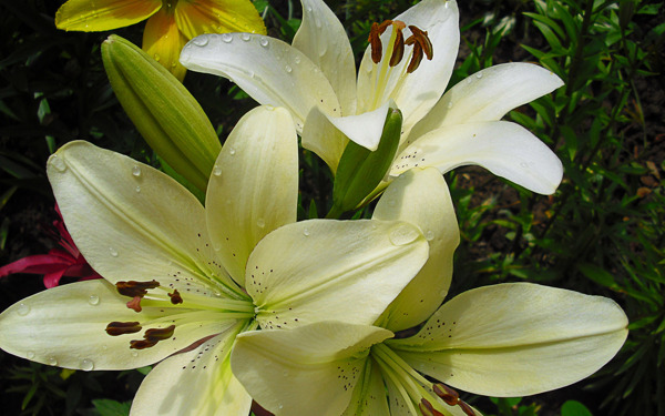 百合花圖片