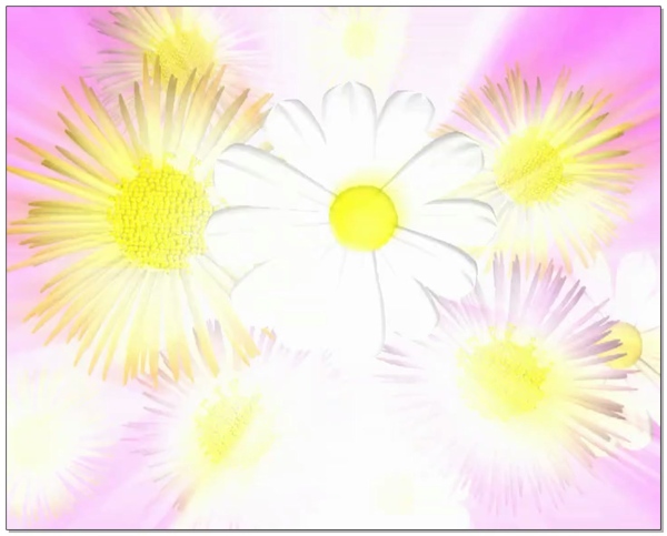 黄白色雏菊视频素材