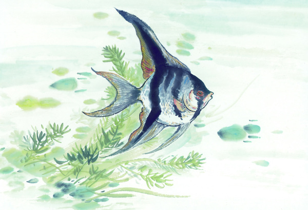 古圖繪畫(huà)動(dòng)物魚(yú)類(lèi)生物