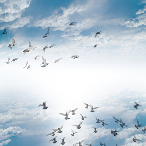 蓝天中飞翔的鸽子图片