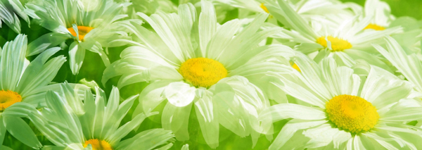 菊花banner創(chuàng)意設(shè)計