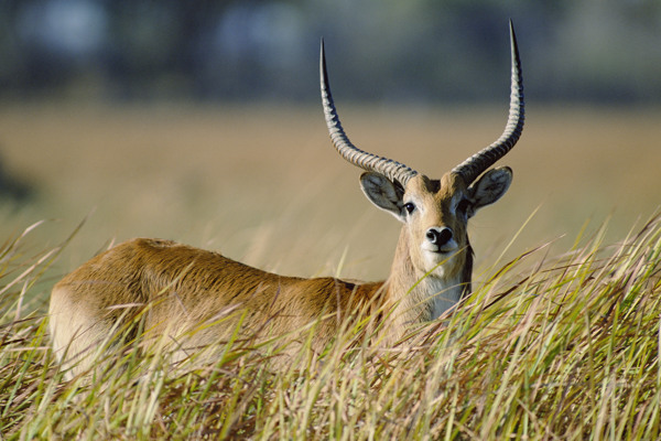 非洲野生动物长角鹿图片