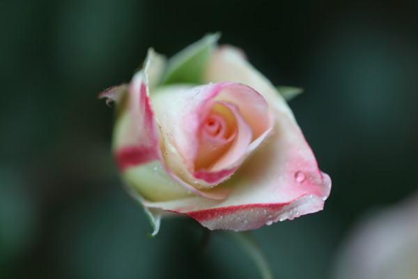 雨后月季花