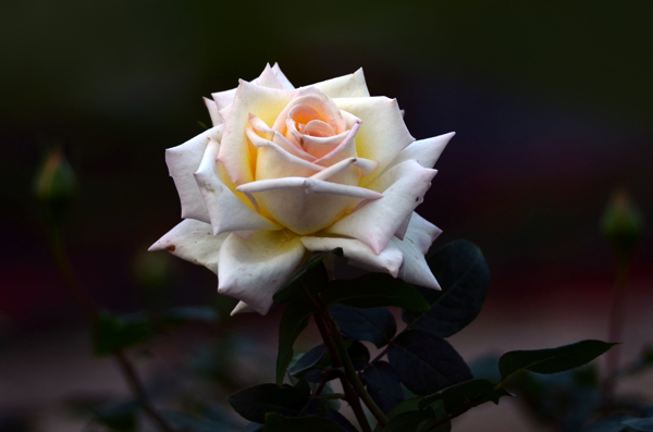 淡黄的白玫瑰花