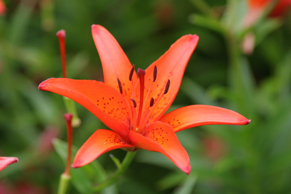 位圖寫(xiě)實(shí)花卉植物花朵百合免費(fèi)素材