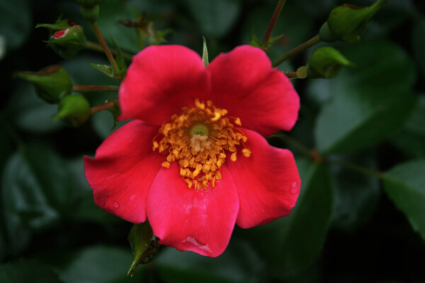 红蔷薇花