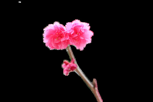 清新风格红粉色花瓣樱花装饰元素
