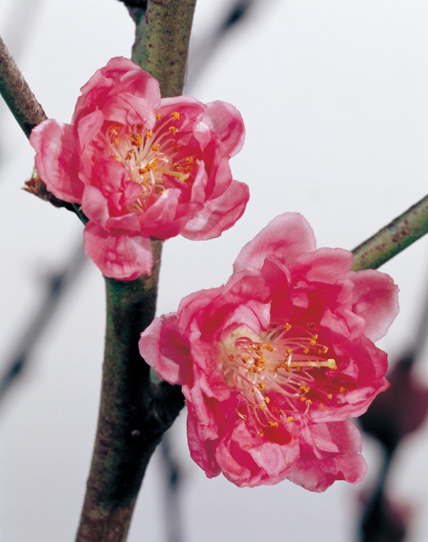 冬天里的梅花