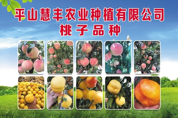 寿桃品种图片