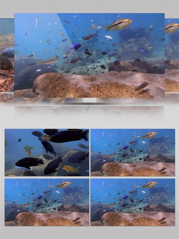 海底热带鱼视频音效
