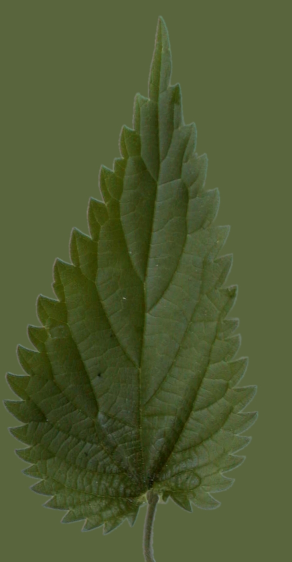小型花卉植物3D模型免費下載帶材質(zhì)19