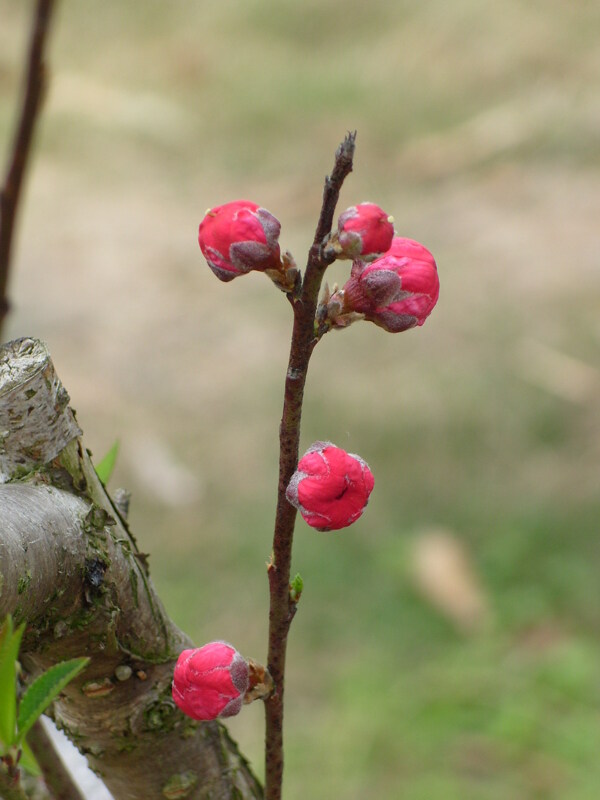 桃花圖片