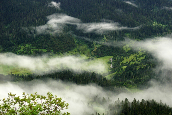 云遮雾绕的林芝