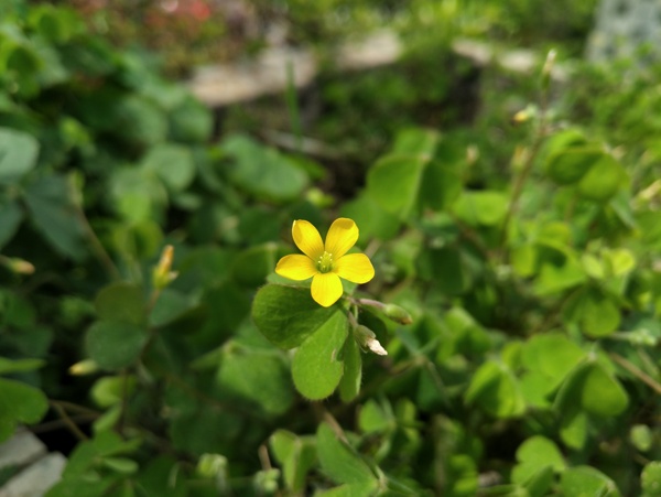 小黃花