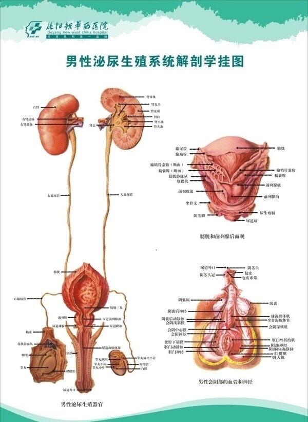 男性生殖泌尿系统解剖挂图图片