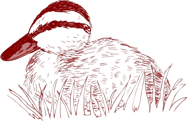 各種鳥類鳥動物矢量素材EPS格式0711