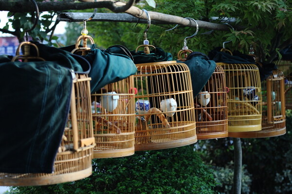 鳥籠圖片