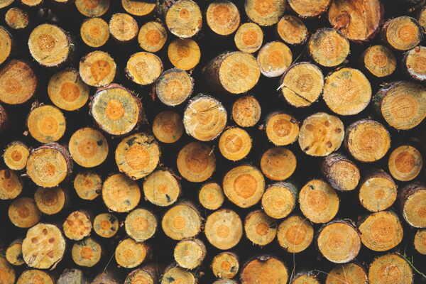 木材树木截面树皮