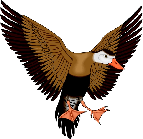 矢量逼真鳥類動物76