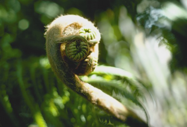 山野菜特寫(xiě)圖片