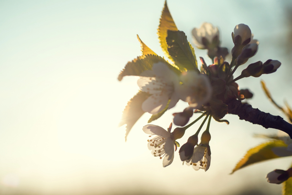 陽(yáng)光下的鮮花圖片