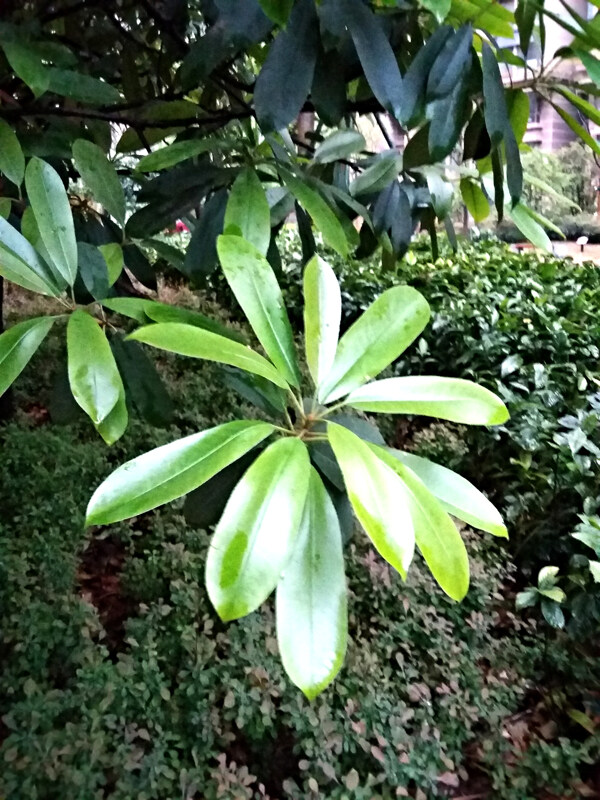 石楠圖片