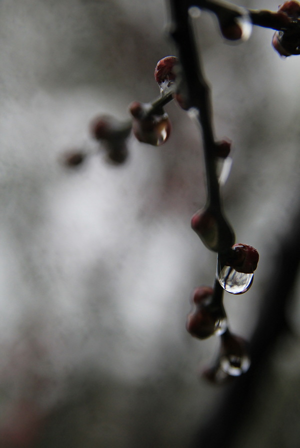 雨后梅枝圖片