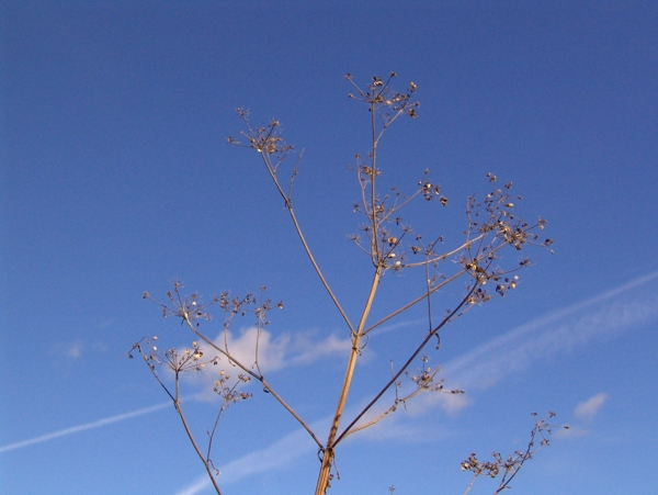 蓝天白云下的植物图片